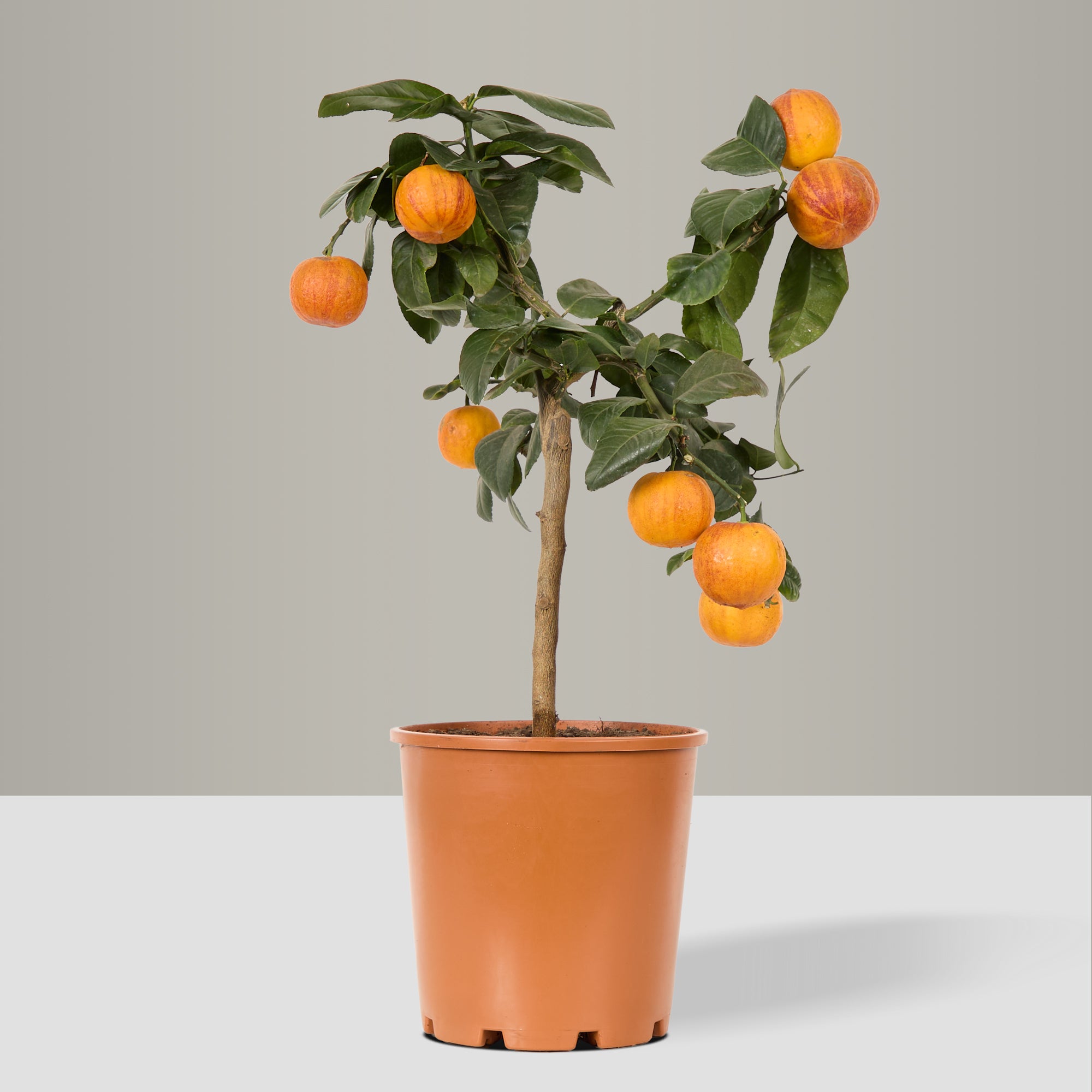 Sweet Orange Tree