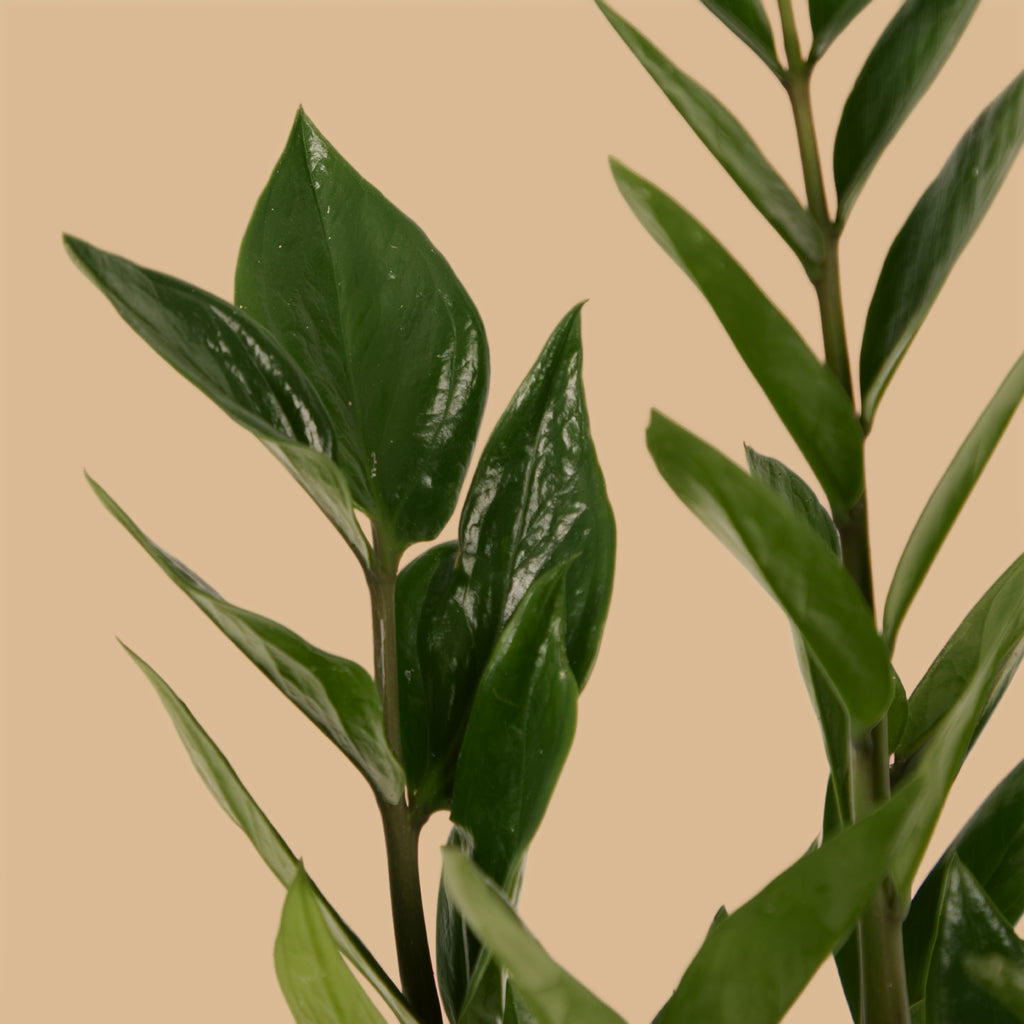 ZZ Plant