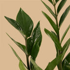 ZZ Plant