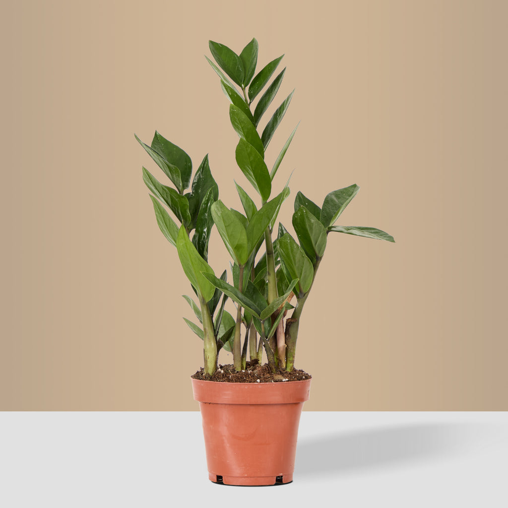 ZZ Plant
